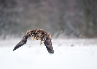 White tailed eagle (Haliaeetus albicilla)