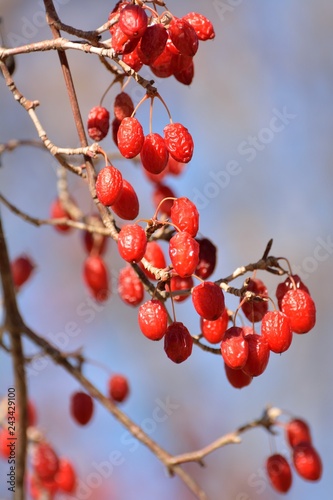 サンシュユ山茱萸の赤い実 冬の彩り Stock Photo Adobe Stock サンシュユ山茱萸の赤い実 冬の彩り Stock Photo Adobe Stock