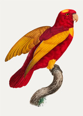 Poster - Red-and-gold lory