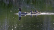  common goldeneye duck family on a pond in grand teton national park in the united states