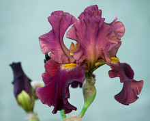 Bright Iris Flower