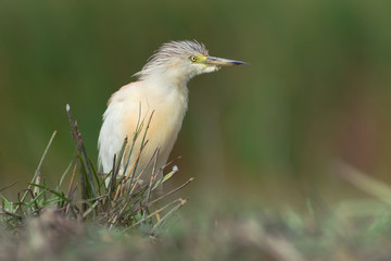 Poster - Squacco heron (Ardeola ralloides)