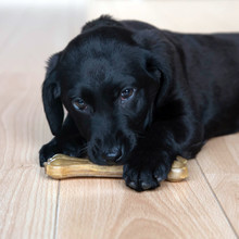 Labrador Puppy Gnaws A Bone. A Black Little Sweet Puppy Bites And Nibbles A Bone Because His Teeth Itch And Grow. Pets Love