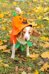 Canvas Print - beagle in pumpkin costume