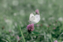 Small White Cabbage Butterfly On Pink Clover