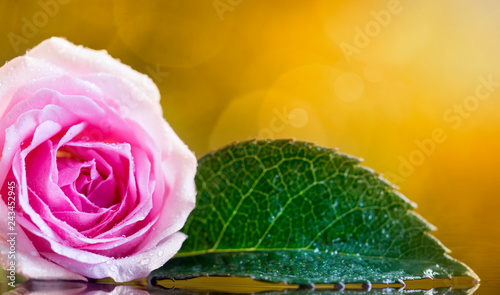 Soft Pink Rose Flower On Golden Background Valentine S Day Card