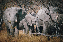Elefanten Im Busch Stehend Während Der Mittagshitze , Moremi National Park, Okavango Delta, Botswana 
