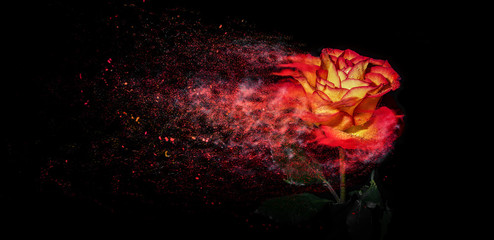 Wall Mural - Rose like a Sandstorm 