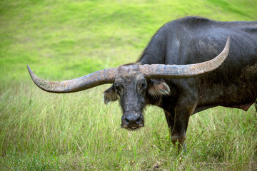 Poster - Water buffalo resting on the grass.