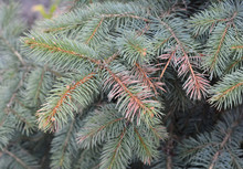 Sun Scald On Evergreen Tree. Discolored  Blue Spruce Needles. Winter Injury.