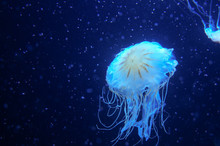 Blue Jellyfish World 