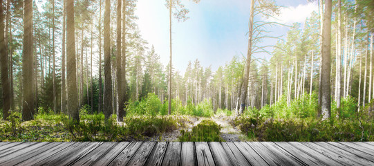 Sticker - Road in summer forest