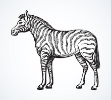 Zebra. Vector Drawing
