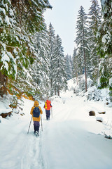 Wall Mural - snow covered hiking trail in winter forest