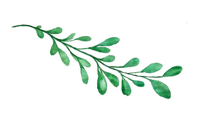 Wall Mural - Beautiful watercolor branch isolated, 