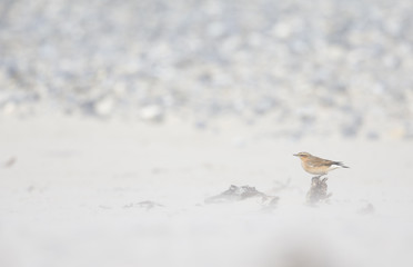 Wall Mural - A northern wheatear (Oenanthe oenanthe) foraging in a sandstorm on the beach of Heligoland. White coloured sand with dark stones and twigs