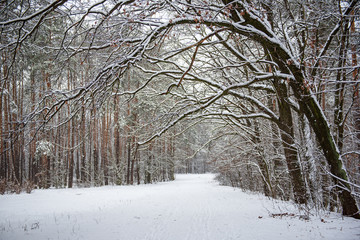 Wall Mural - Winter forest with path