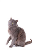 Fototapeta Koty - Beautiful grey cat isolated on a white background