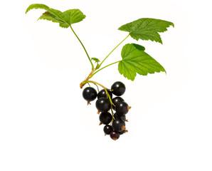 Poster - Black currant with currant leaf. Heap of fresh black currant fruit.