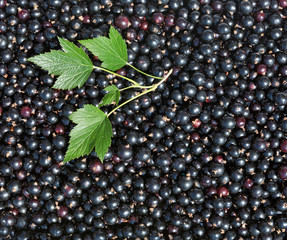 Poster - Black currant in textured background with currant leaf. Heap of fresh black currant fruit.