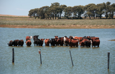 ganado en la pampa argentina