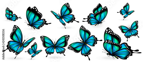 Cuadros en Lienzo beautiful blue butterflies, isolated on a white