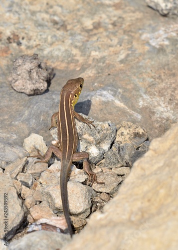 Photographie Lacerta trilineata - Balkan Green Lizard, Crete