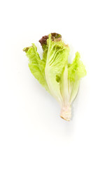 Sticker - Salad leaf. Lettuce isolated Close up