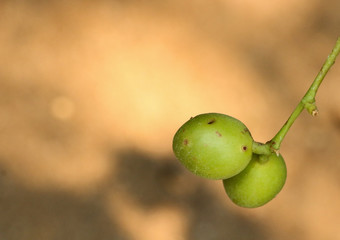 Poster - Burmese Grape green at garden