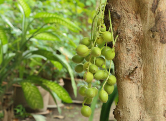 Sticker - Burmese Grape green at garden