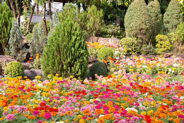 Wall Mural - beautiful flower decoration in the garden.