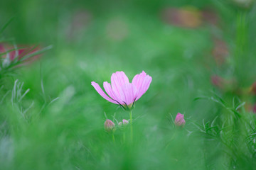 Wall Mural - cosmos flower in the garden - soft focus.