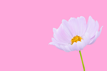 cosmos flower isolated on pink background - clipping paths.