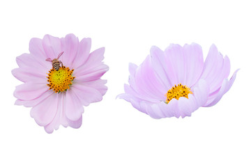 Wall Mural - cosmos flower isolated on white background - clipping paths