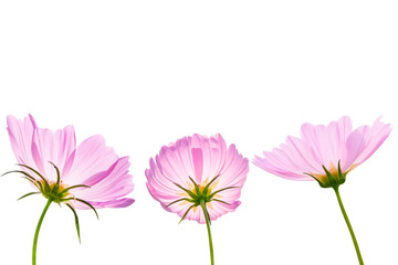 Wall Mural - cosmos flower isolated on white background - clipping paths