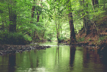 A River Crossing Across A Green Forest