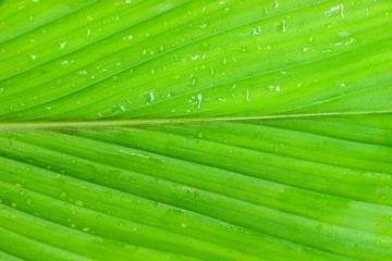 Poster - Curcuma Close up