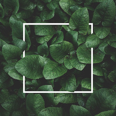 Creative layout design of green leaves and paper note