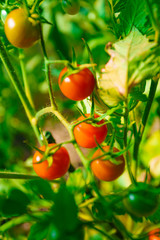  Ripe organic tomatoes in garden