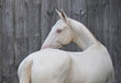 Cremello Akhal-Teke horse looking back standing beside grey wooden wall