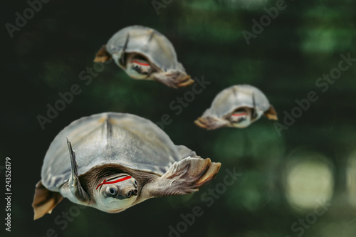 Fotografie, Obraz Jumping cool turtles on dark green background close-up