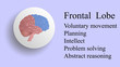 Frontal lobe vector. Brain lobes vector illustration. Human brain infographic vector. Brain lobes functions 