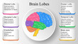Brain lobes vector illustration. Human brain infographic vector. Brain lobes functions 