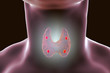 © Dr_Microbe - Parathyroid glands and thyroid gland anatomy, 3D illustration
