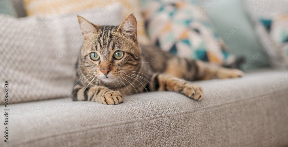 Beautiful short hair cat lying on the sofa at home - obrazy, fototapety, plakaty 