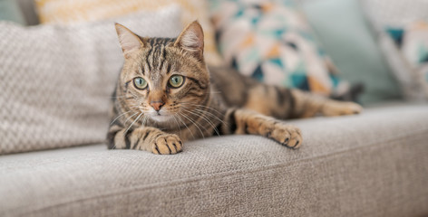 beautiful short hair cat lying on the sofa at home