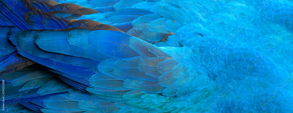 Parrot feathers blue exotic texture - obrazy, fototapety, plakaty 