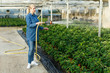 Woman watering Poinsettia in greenhouse