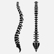 © dream_master - Spine emblem, anatomy human, clinic icon