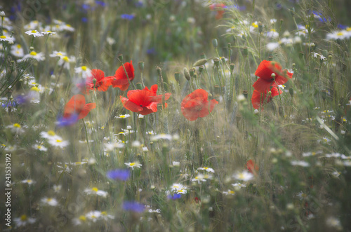 Plakat kwiaty polne  schowane-w-trawie